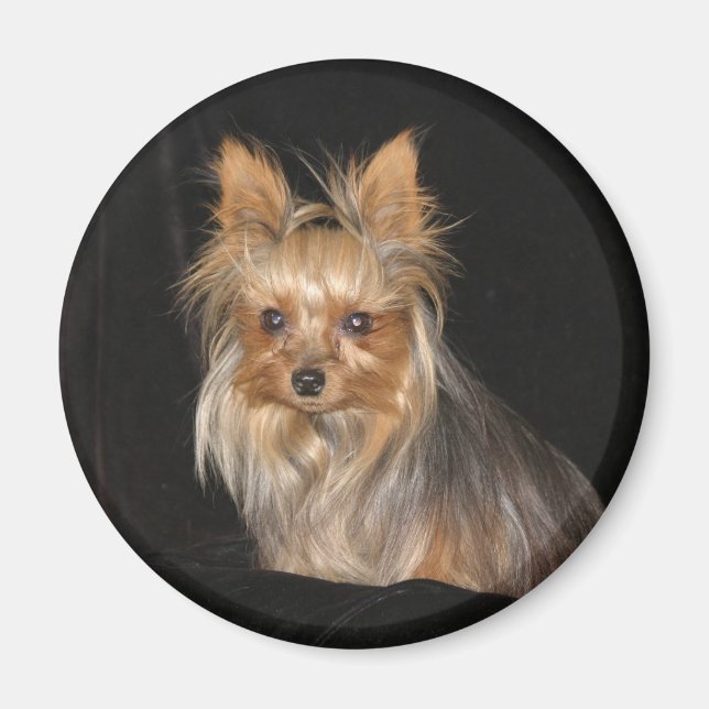 Yorkies Magnet (Vorne)