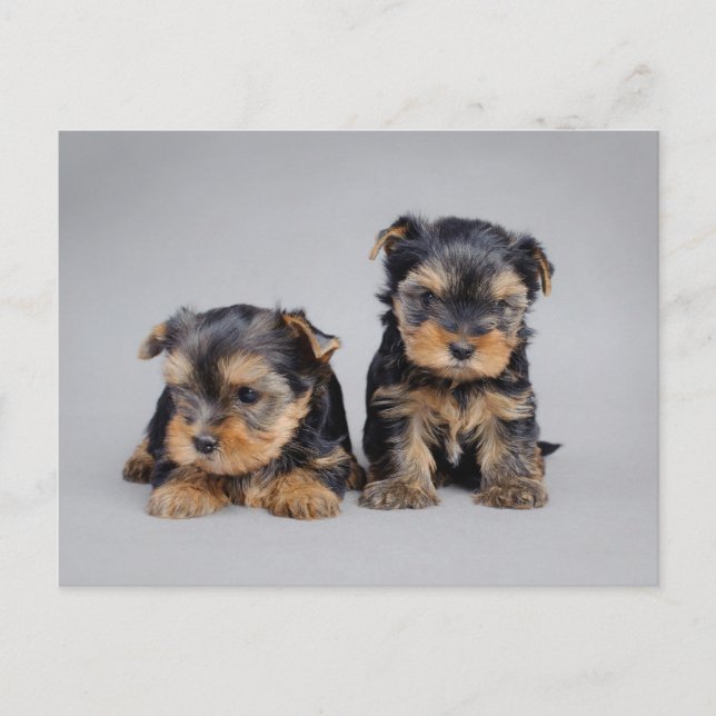 Yorkies Postkarte (Vorderseite)