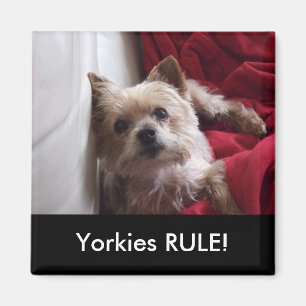 Yorkies REGEL! Kühlschrank-Magnet Magnet