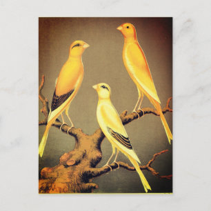 YORKSHIRE CANARIES POSTKARTE
