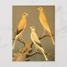 YORKSHIRE CANARIES POSTKARTE