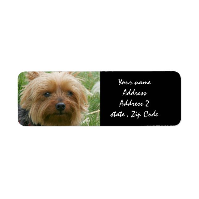 Yorkshire Terrier (Vorne)