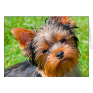 Yorkshire Terrier