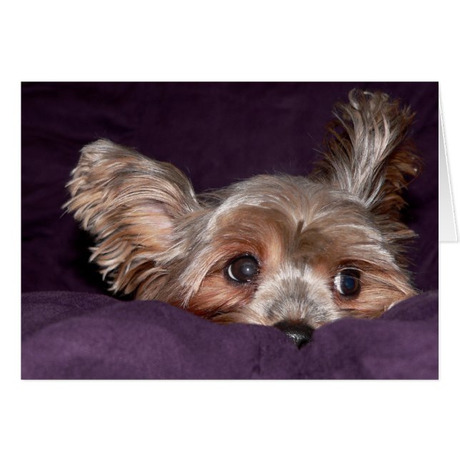 Yorkshire Terrier (Vorderseite (Horizontal))