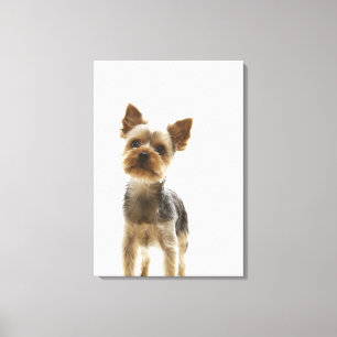 Yorkshire Terrier 2 Leinwanddruck