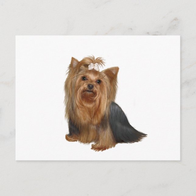 Yorkshire Terrier (7) Postkarte (Vorderseite)
