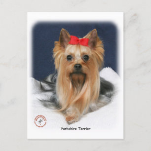 Yorkshire Terrier 9Y110D-019 Postkarte