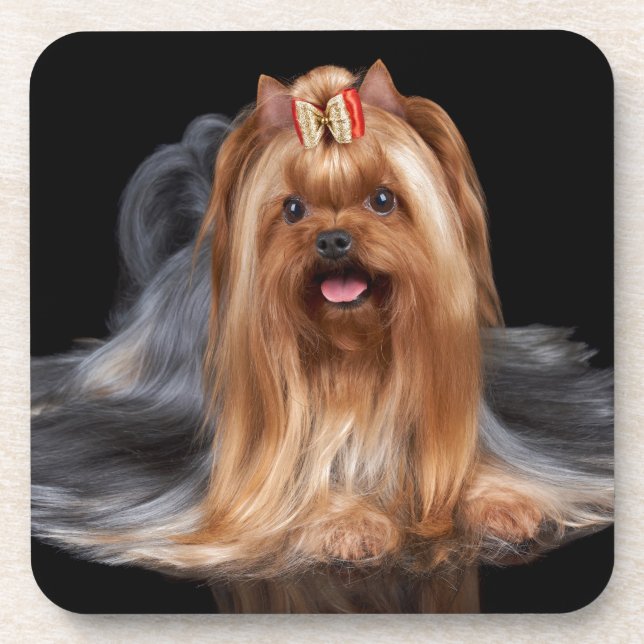 Yorkshire Terrier auf Schwarzem Getränkeuntersetzer (Vorderseite)