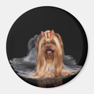 Yorkshire Terrier auf Schwarzem Magnet
