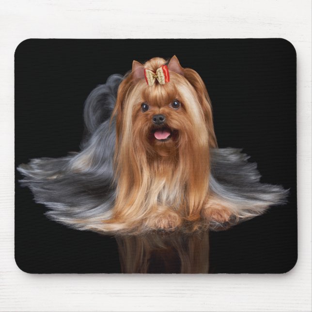 Yorkshire Terrier auf Schwarzem Mousepad (Vorne)