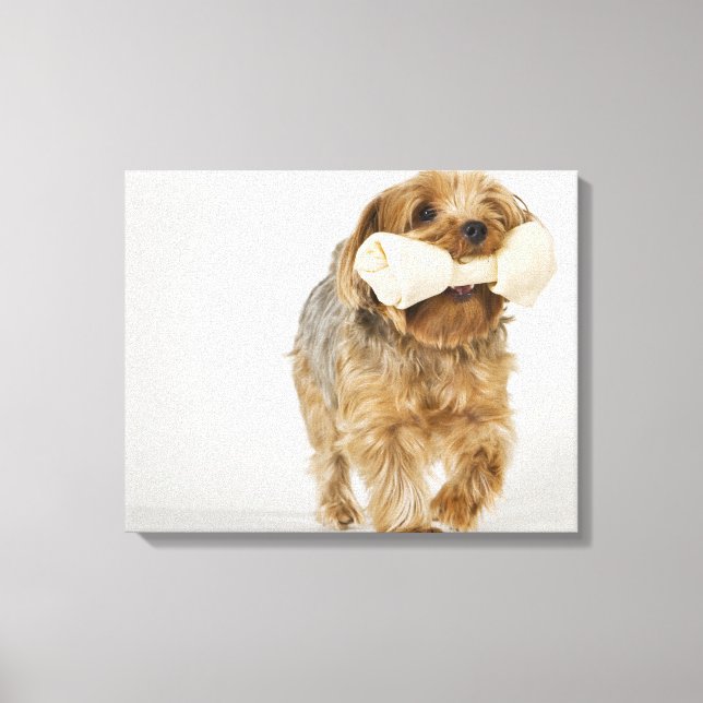 Yorkshire Terrier auf weißem Hintergrund Leinwanddruck (Vorderseite)