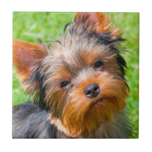 Yorkshire Terrier aufblickend Fliese