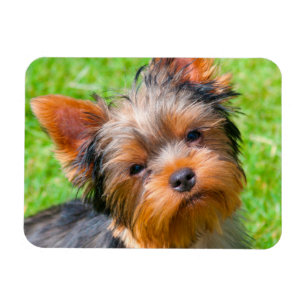 Yorkshire Terrier aufblickend Magnet