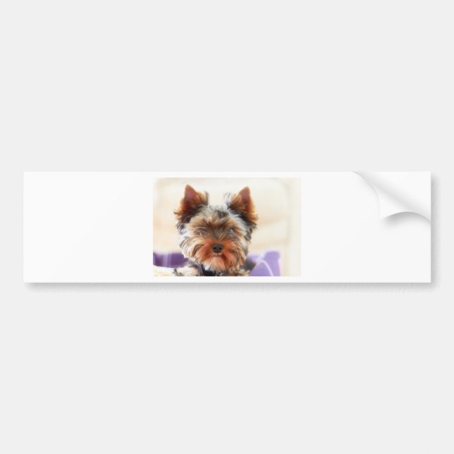 Yorkshire Terrier Autoaufkleber (Vorne)