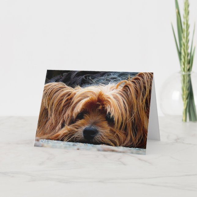 Yorkshire Terrier Blank Greeting Card Karte (Vorderseite)