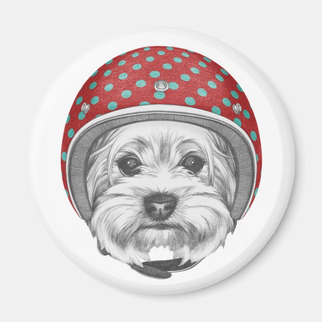 Yorkshire Terrier Daredevil Magnet (Vorne)