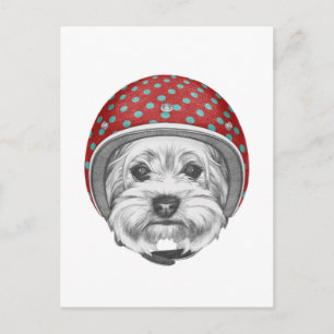 Yorkshire Terrier Daredevil Postkarte