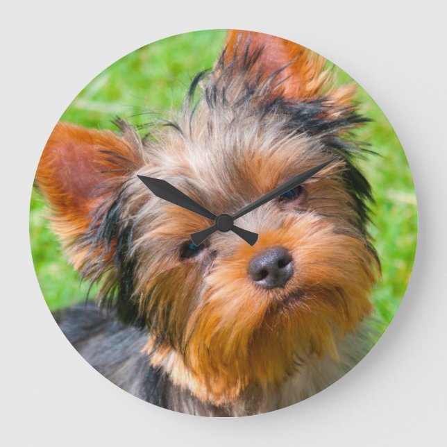 Yorkshire Terrier, das oben schaut Große Wanduhr (Vorderseite)