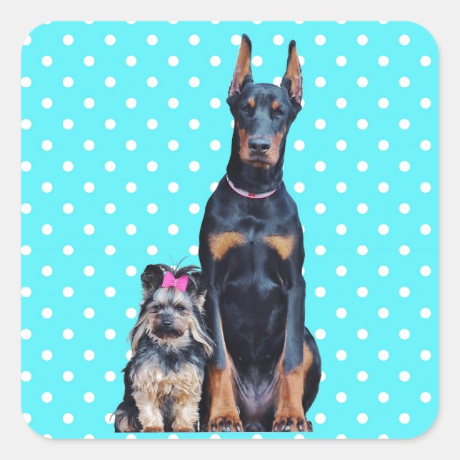 Yorkshire Terrier Doberman Blue Polka Dots Quadratischer Aufkleber (Vorderseite)