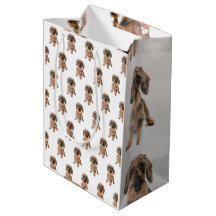 Yorkshire Terrier Dog Brown Pet Modern Animal Nied