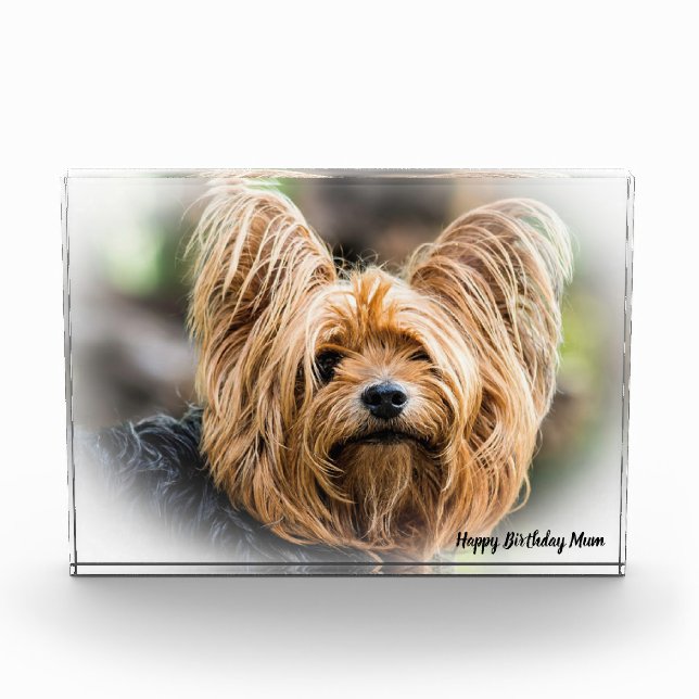 Yorkshire Terrier Dog. Fotoblock (Vorderseite)
