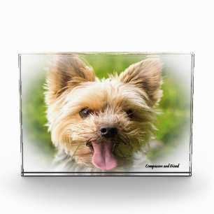 Yorkshire Terrier Dog. Fotoblock