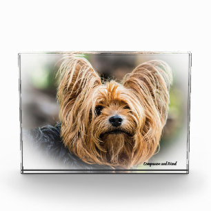 Yorkshire Terrier Dog. Fotoblock