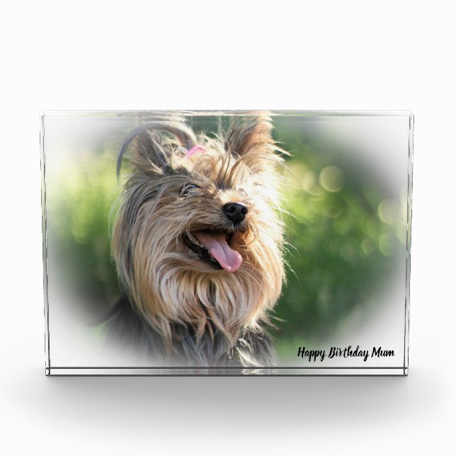 Yorkshire Terrier Dog. Fotoblock (Vorderseite)