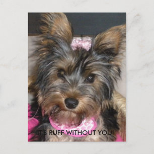 Yorkshire Terrier, ES IST RUFF OHNE DICH! Postkarte