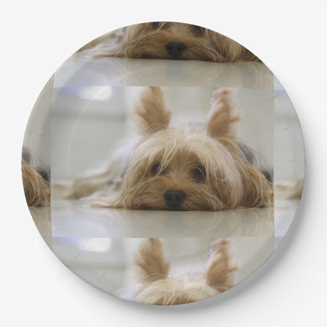 Yorkshire-Terrier flat.png Pappteller (Vorderseite)