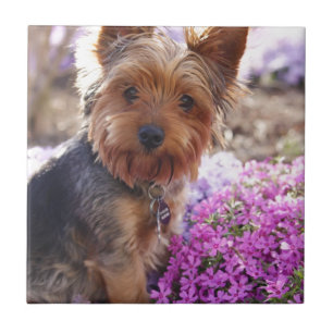 Yorkshire Terrier Fliese