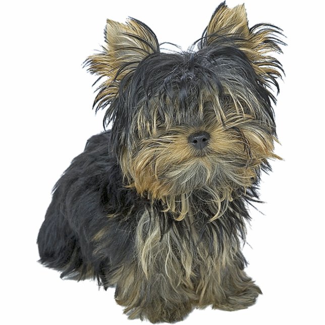 Yorkshire Terrier Freistehende Fotoskulptur (Vorne)