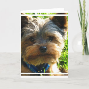 Yorkshire Terrier Greeting Card Karte