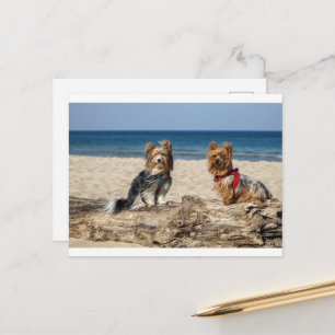 Yorkshire-Terrier-Gruppe am Strand Postkarte