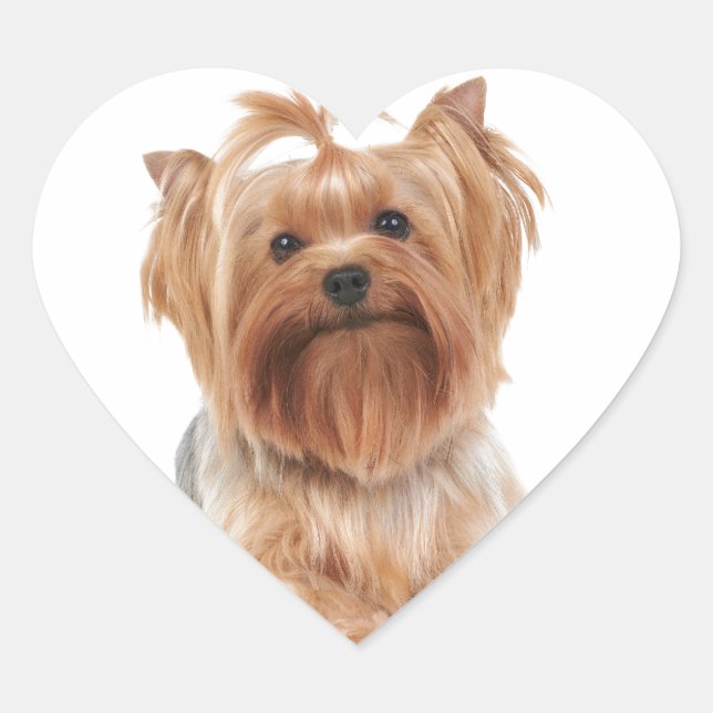 Yorkshire Terrier Herz-Aufkleber (Vorderseite)