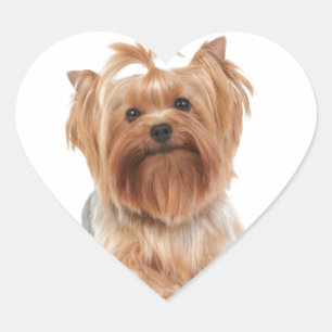 Yorkshire Terrier Herz-Aufkleber