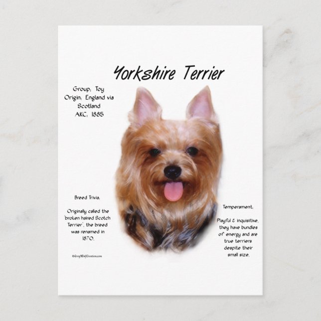 Yorkshire Terrier History Design Postkarte (Vorderseite)