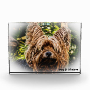 Yorkshire Terrier Hund. Fotoblock