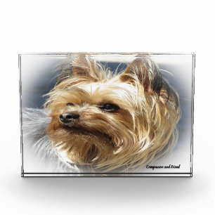 Yorkshire Terrier Hund. Fotoblock