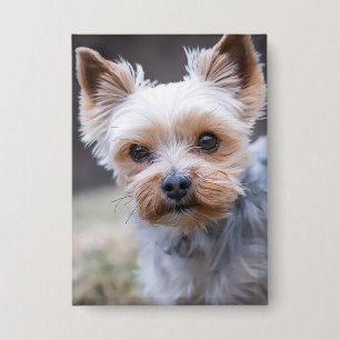 Yorkshire Terrier, Hund, Haustier Button