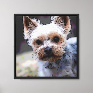 Yorkshire Terrier, Hund, Haustier Leinwanddruck