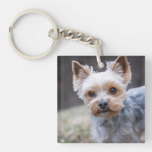 Yorkshire Terrier, Hund, Haustier Schlüsselanhänger
