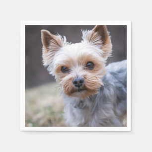 Yorkshire Terrier, Hund, Haustier Serviette
