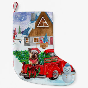 Yorkshire Terrier Hund im Truck zur Weihnachtslief Kleiner Weihnachtsstrumpf