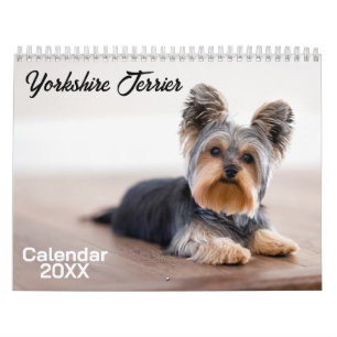Yorkshire Terrier Hund Kalendar 2027 Kalender