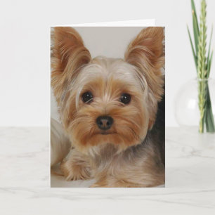Yorkshire Terrier Karte