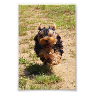 Yorkshire Terrier läuft Foto