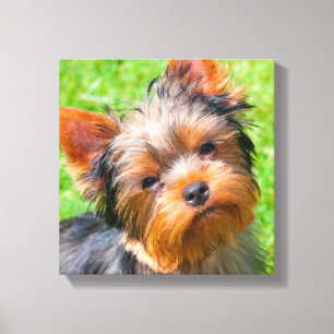 Yorkshire Terrier Leinwanddruck