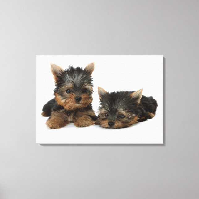 Yorkshire Terrier Leinwanddruck (Vorderseite)