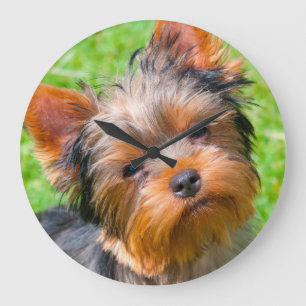 Yorkshire Terrier looking up Große Wanduhr